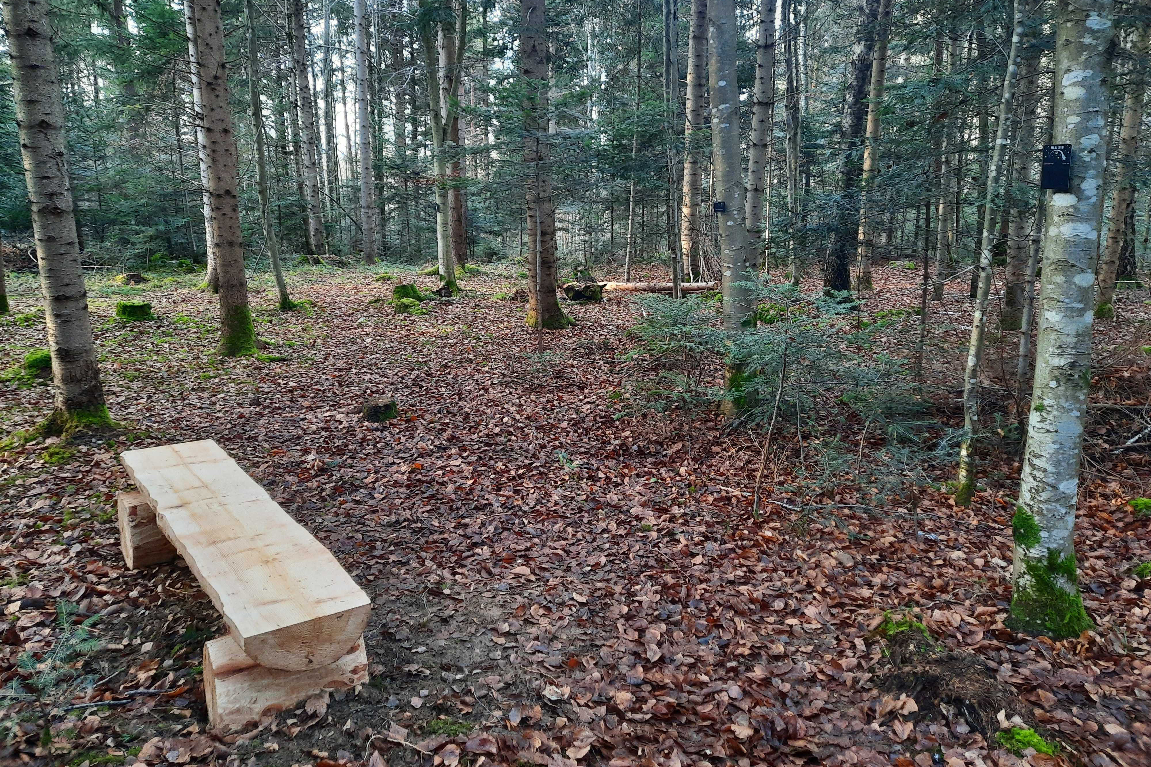 KLOSTERWALD Sternenkinderbank 20241217 152304 (C)KLOSTERWALD