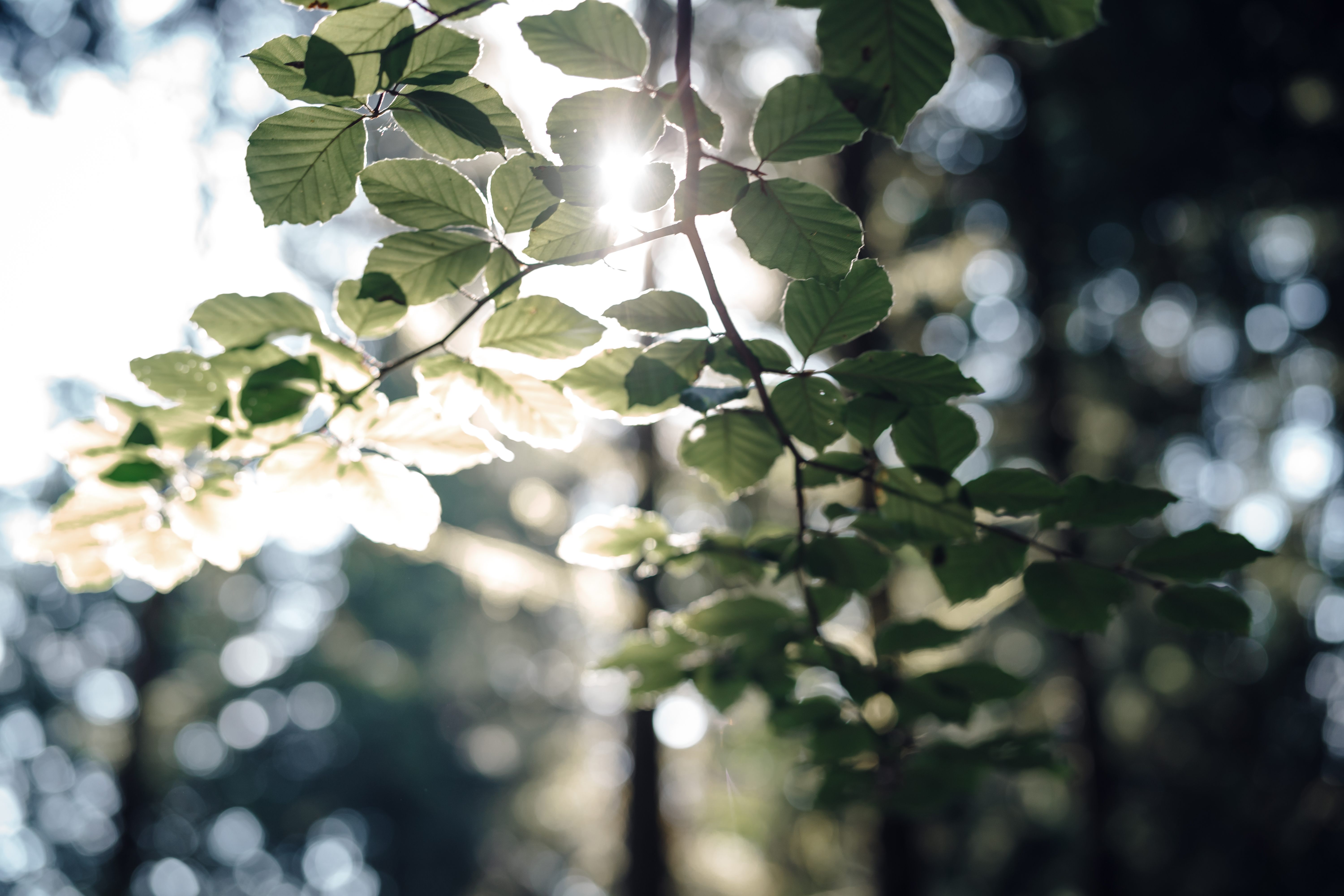 Jungs Juli 2025 FR 118