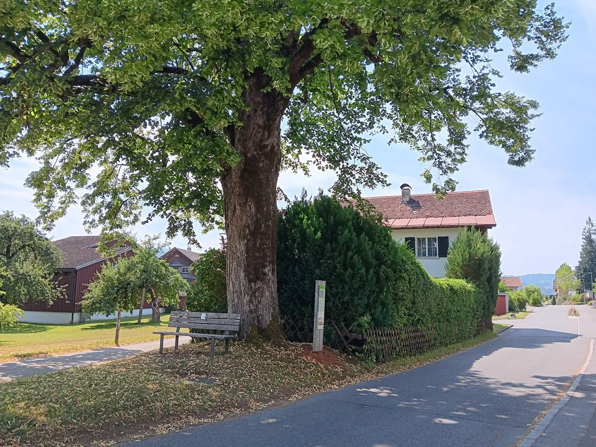 Sternenbänkle Lingenau 1000099844